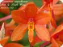 Ascocentrum ampullaceum 'Orange'